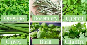 Picture of herbs with their name overlayed on top - oregano, rosemary, chervil, chives, basil, and cilantro