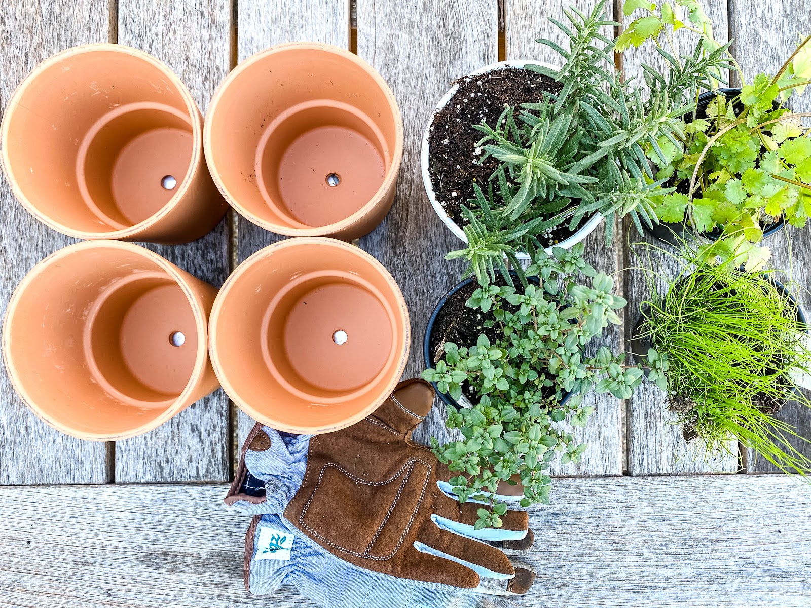 Empty terra cota pots are to the left in the image and herb plants are to the right in white and black pots. A pair of brown gardening gloves is in the bottom center.